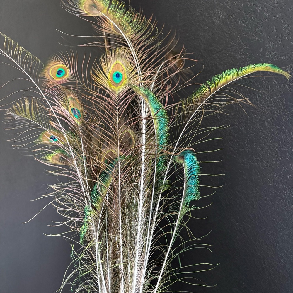 Peacock Train Feather Plumes decor Crafts clothing jewelry projects 20ct